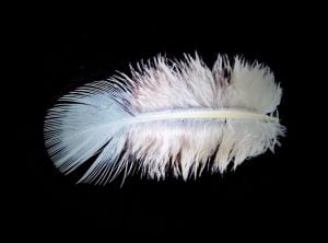 feather