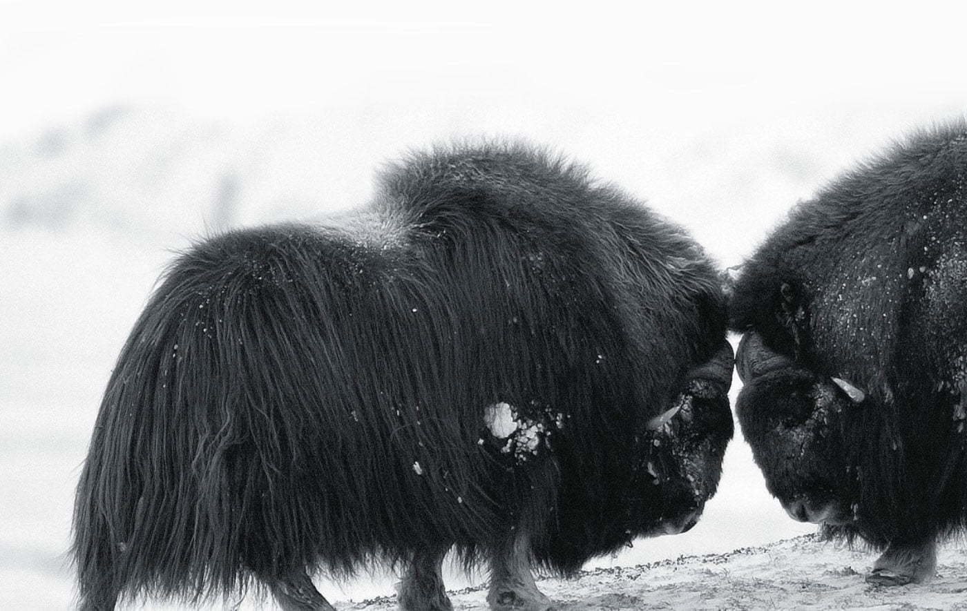 QIVIUT & CO two male musk oxen fight